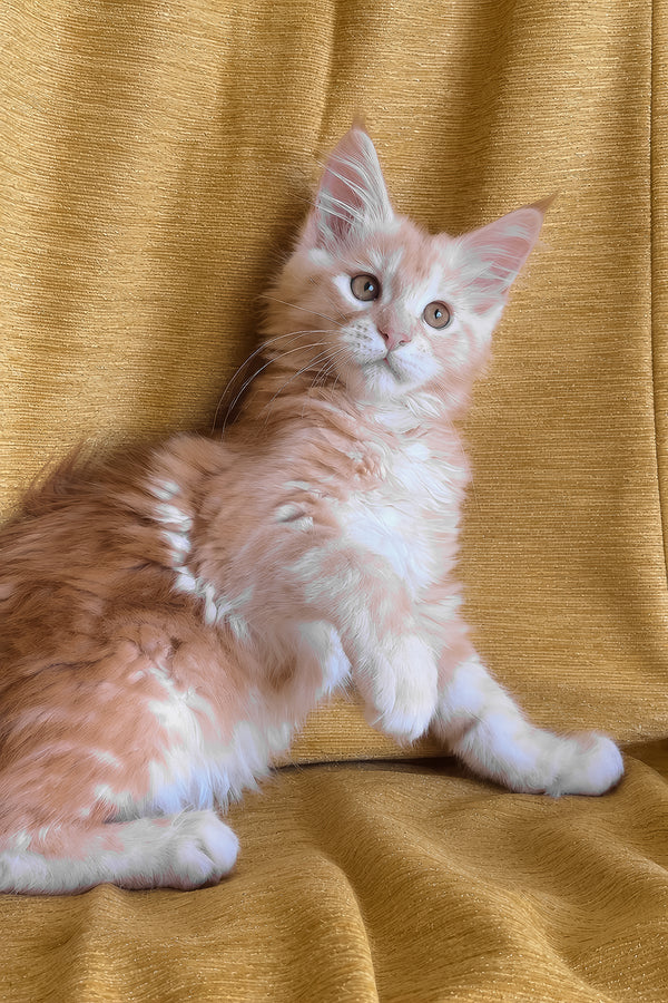 Lavinelle | Maine Coon Kitten