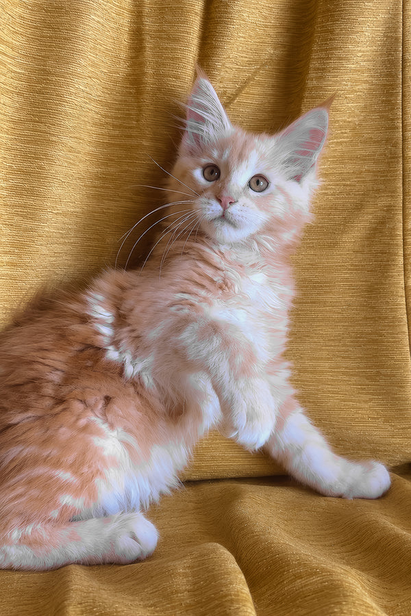 Lavinelle | Maine Coon Kitten
