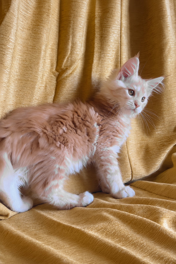 Lavinelle | Maine Coon Kitten