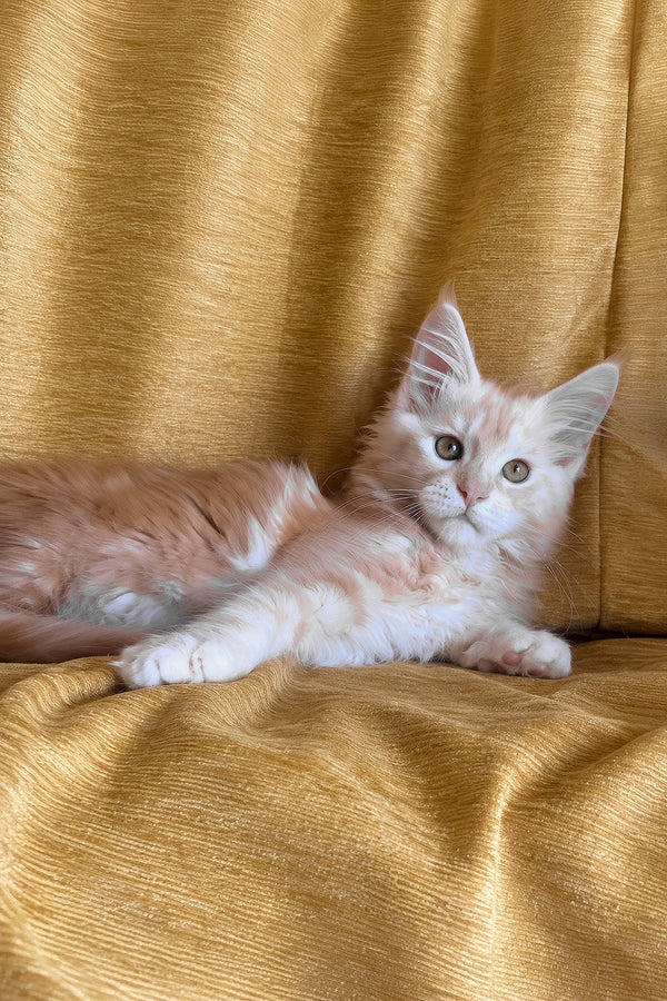 Lavinelle | Maine Coon Kitten
