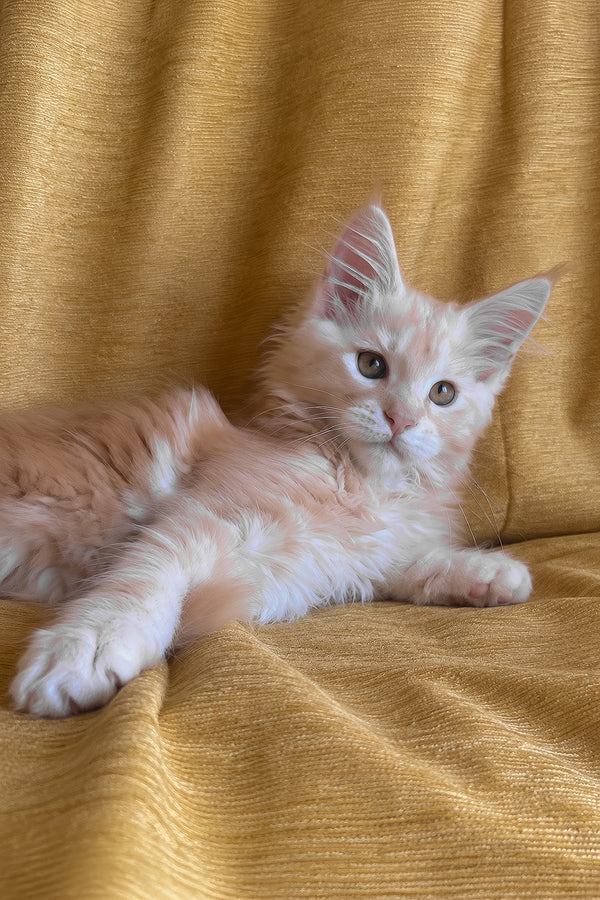 Lavinelle | Maine Coon Kitten