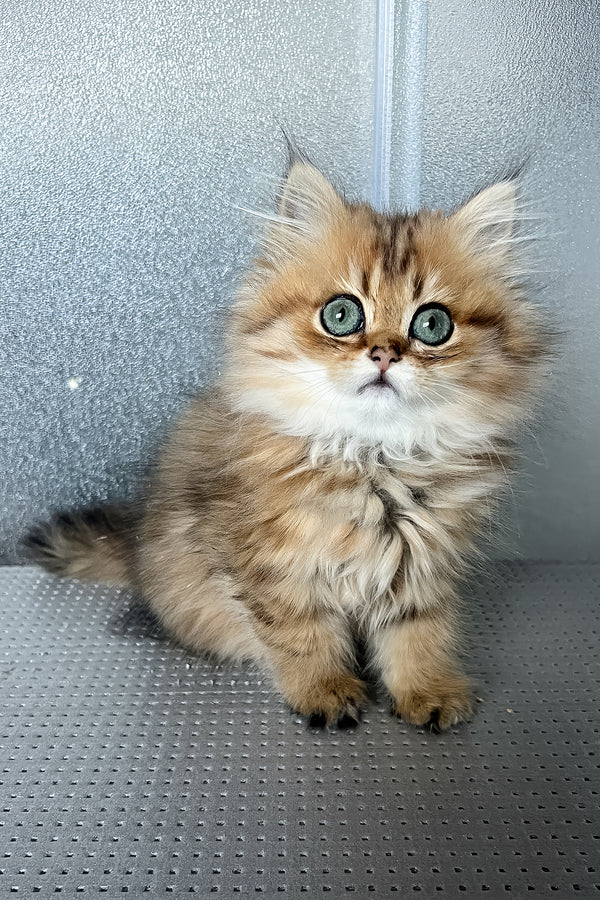 Lavita | British Longhair Kitten
