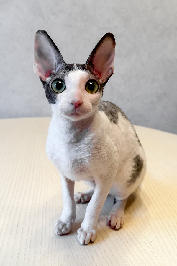 Leleka | Cornish Rex Kitten