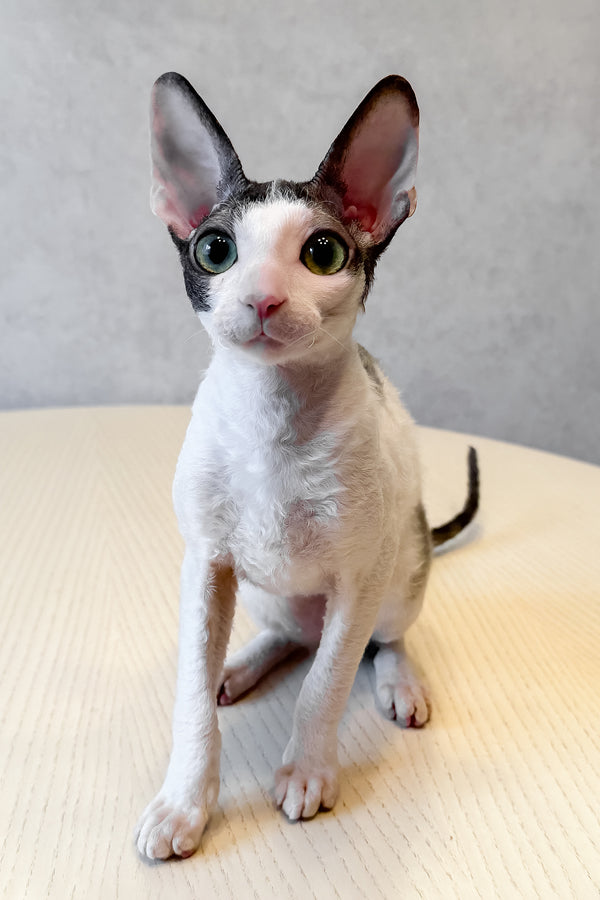 Leleka | Cornish Rex Kitten
