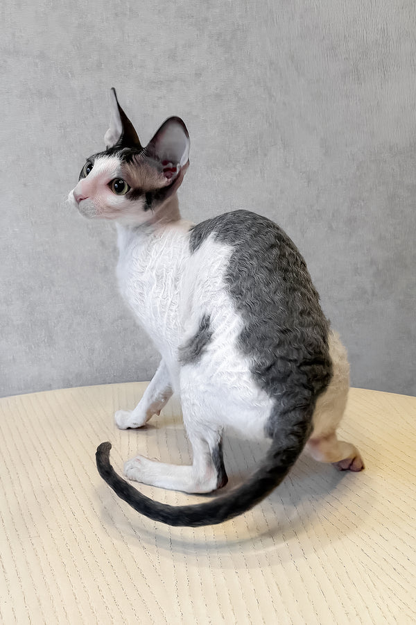 Leleka | Cornish Rex Kitten