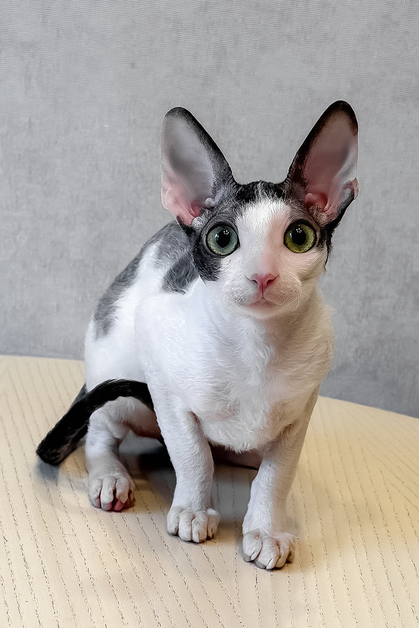 Leleka | Cornish Rex Kitten