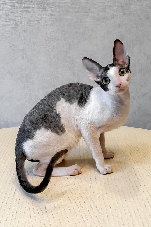 Leleka | Cornish Rex Kitten