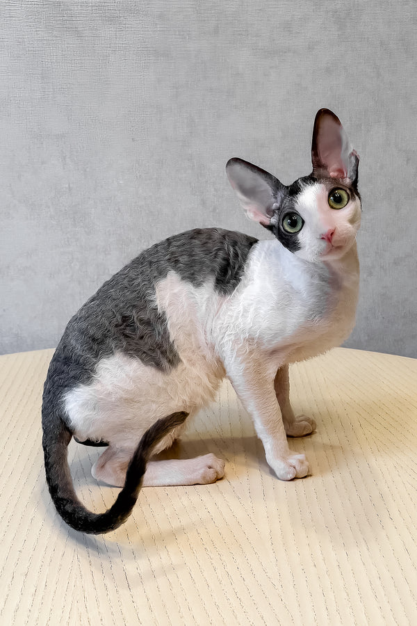 Leleka | Cornish Rex Kitten