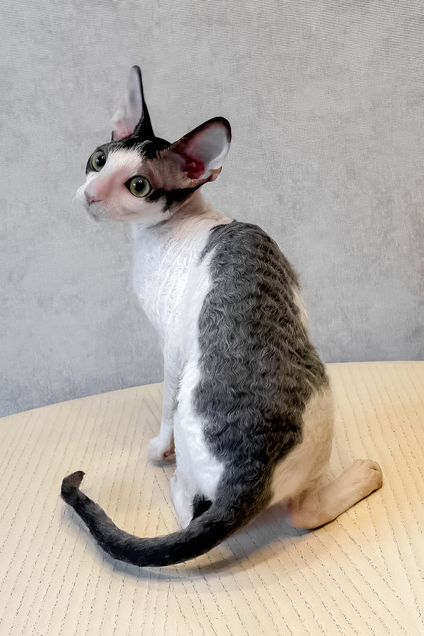 Leleka | Cornish Rex Kitten