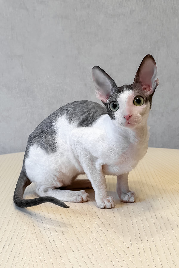 Leleka | Cornish Rex Kitten