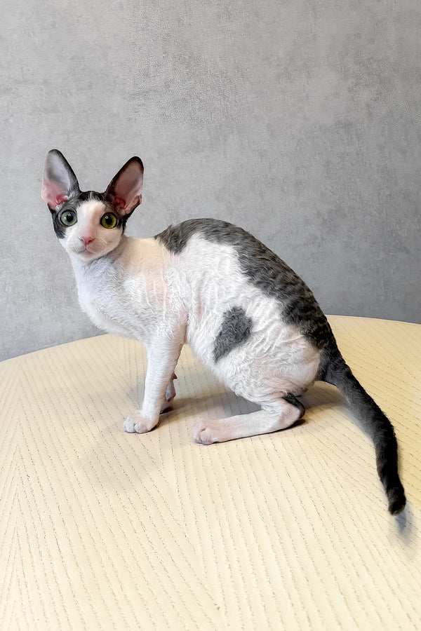 Leleka | Cornish Rex Kitten