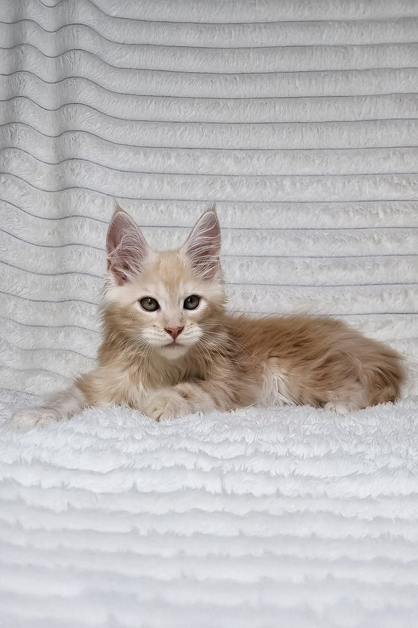 Leo | Maine Coon Kitten