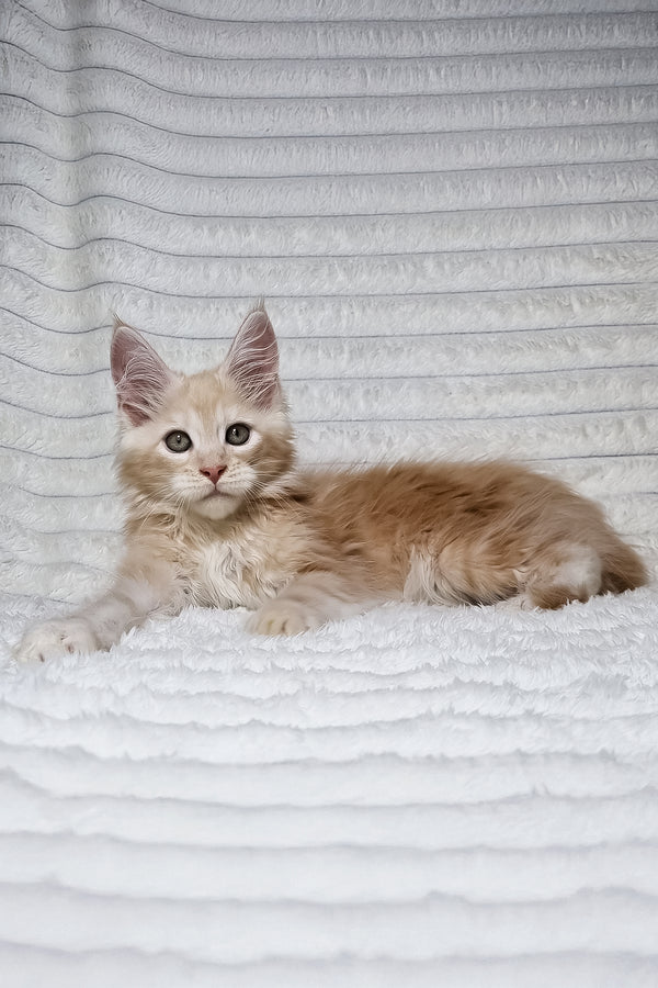 Leo | Maine Coon Kitten