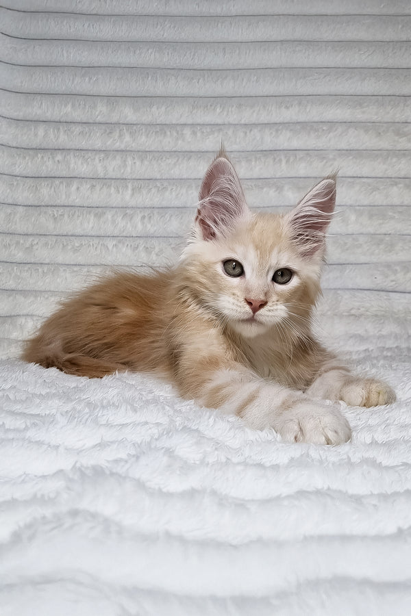 Leo | Maine Coon Kitten