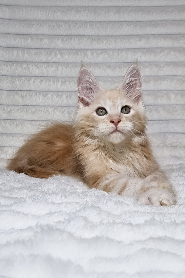 Leo | Maine Coon Kitten