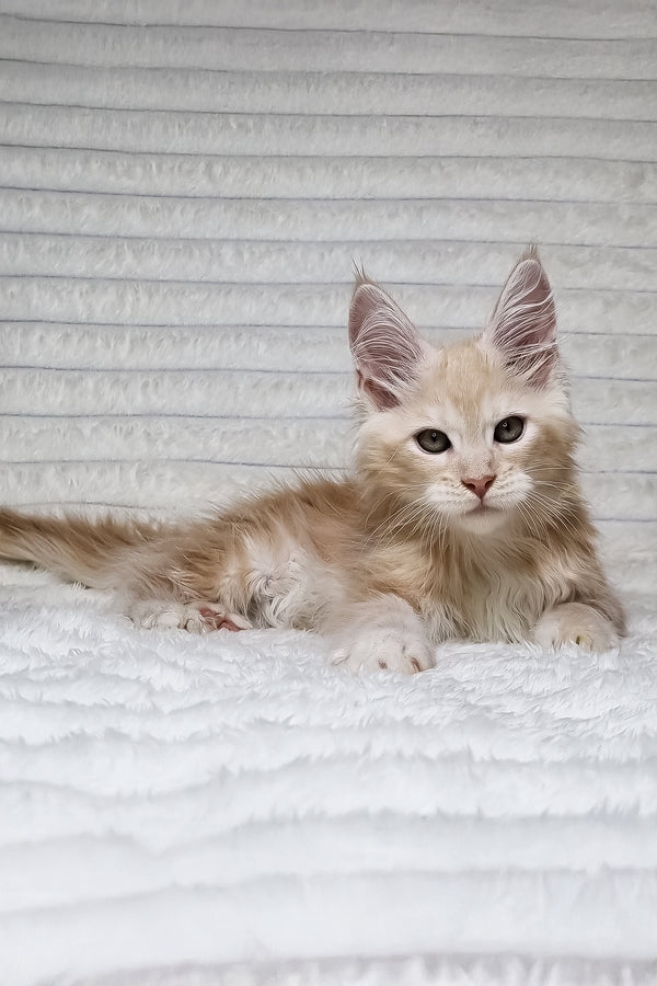 Leo | Maine Coon Kitten