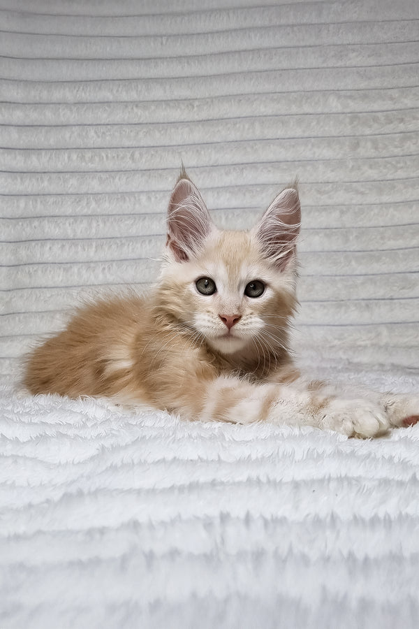 Leo | Maine Coon Kitten