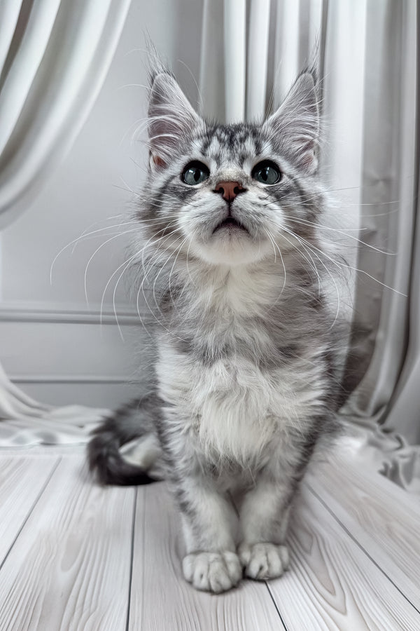 Lero | Maine Coon Kitten