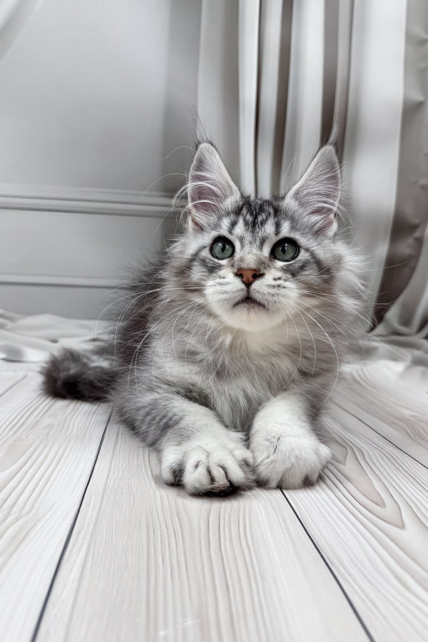 Lero | Maine Coon Kitten