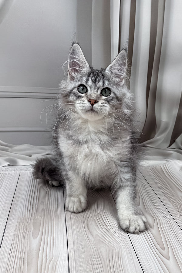 Lero | Maine Coon Kitten