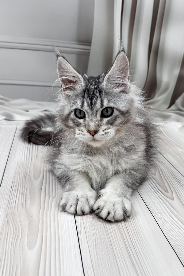 Lero | Maine Coon Kitten