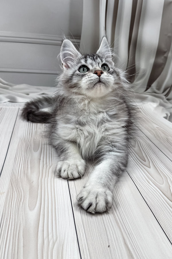 Lero | Maine Coon Kitten