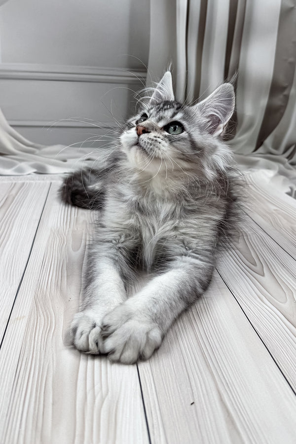 Lero | Maine Coon Kitten