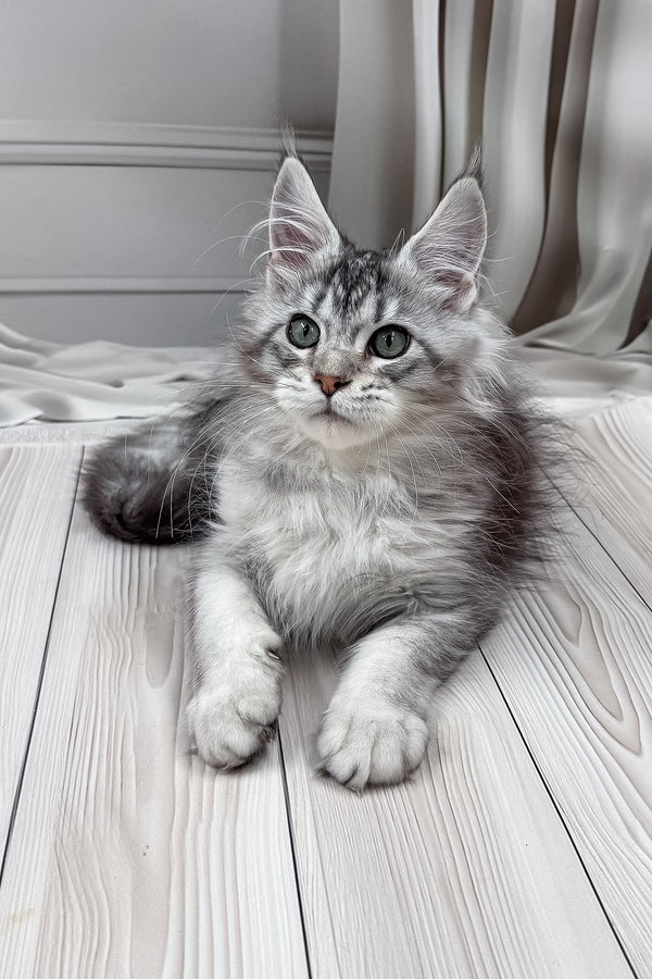 Lero | Maine Coon Kitten