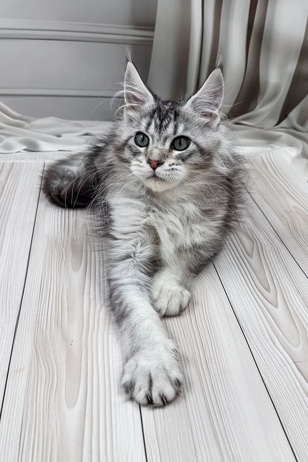 Lero | Maine Coon Kitten