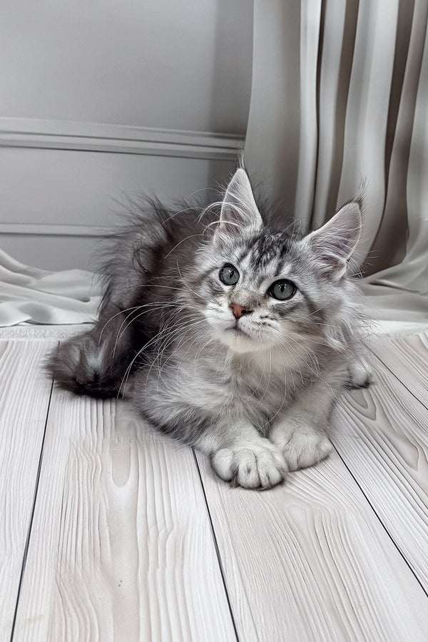 Lero | Maine Coon Kitten
