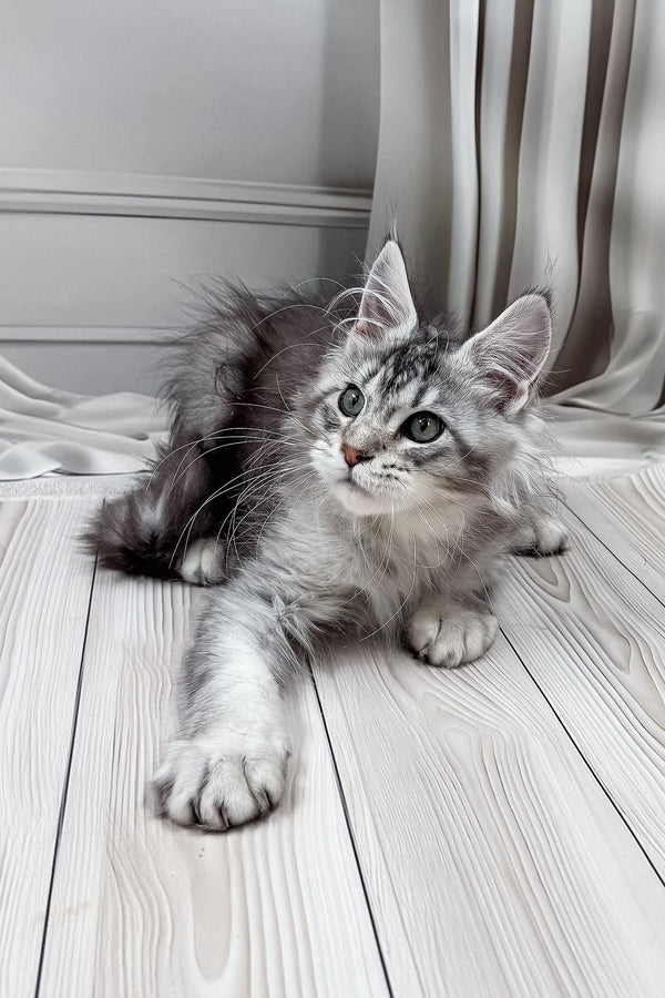 Lero | Maine Coon Kitten