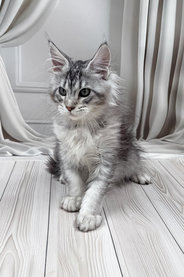 Lero | Maine Coon Kitten