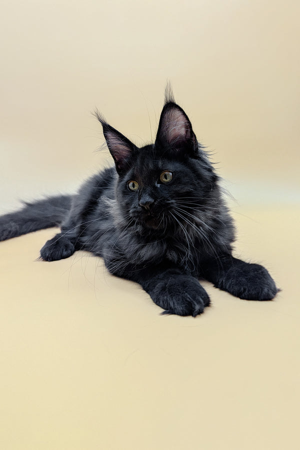 Lessy | Maine Coon Kitten