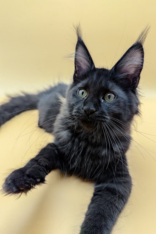 Lessy | Maine Coon Kitten