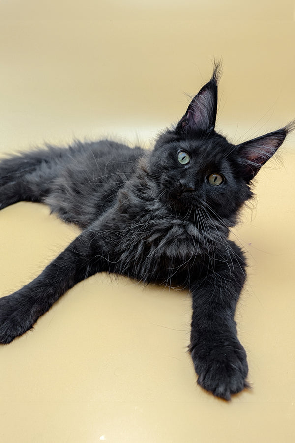 Lessy | Maine Coon Kitten