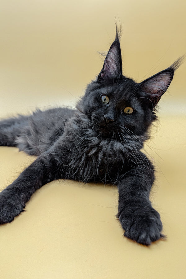 Lessy | Maine Coon Kitten