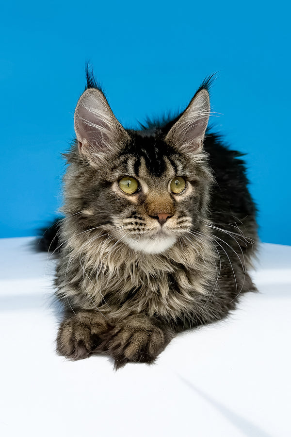 A fluffy maine coon kitten with green eyes and black ticked tabby coat lying calmly with health guarantee