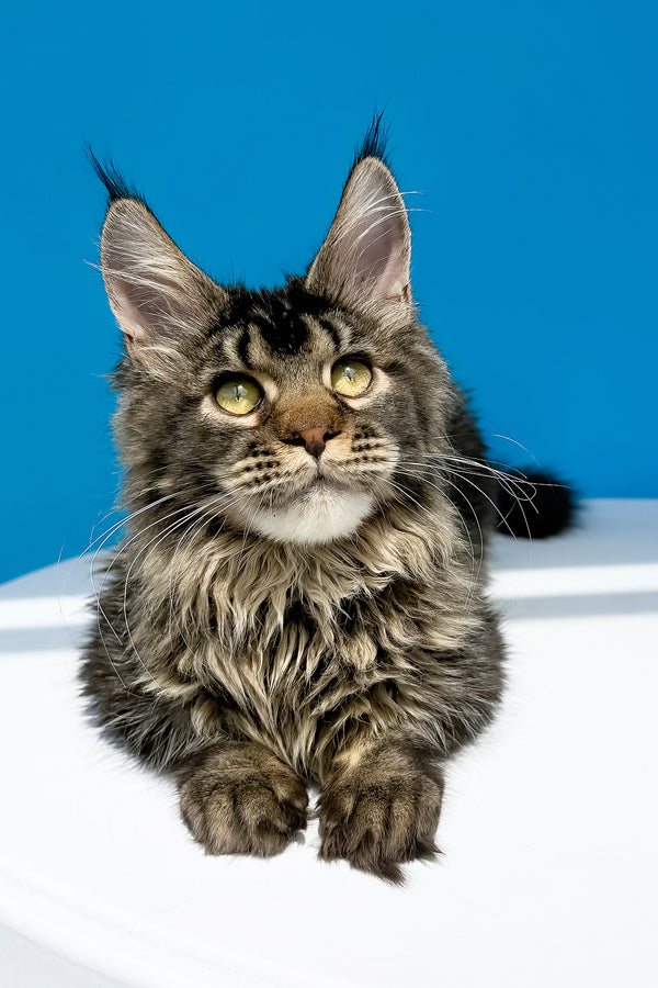 A fluffy gray maine coon kitten with green eyes and white chest sitting against blue background with health guarantee
