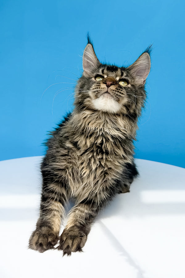 A fluffy maine coon kitten with striking green eyes and black ticked tabby coat sits against a vibrant blue background