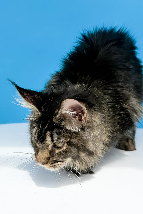 Leta maine coon kitten black ticked tabby with bushy tail and pointed ears standing on white surface blue background health guarantee