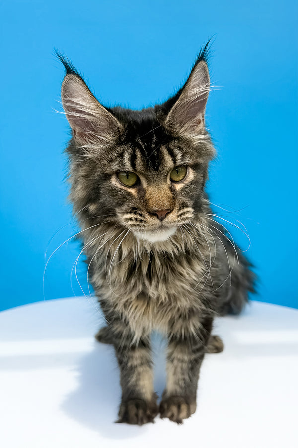 A fluffy maine coon kitten with striking green eyes and gray black ticked tabby coat sitting with health guarantee