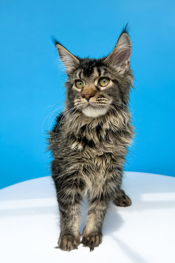 Leta maine coon kitten with striking green eyes and black ticked tabby coat backed by a health guarantee
