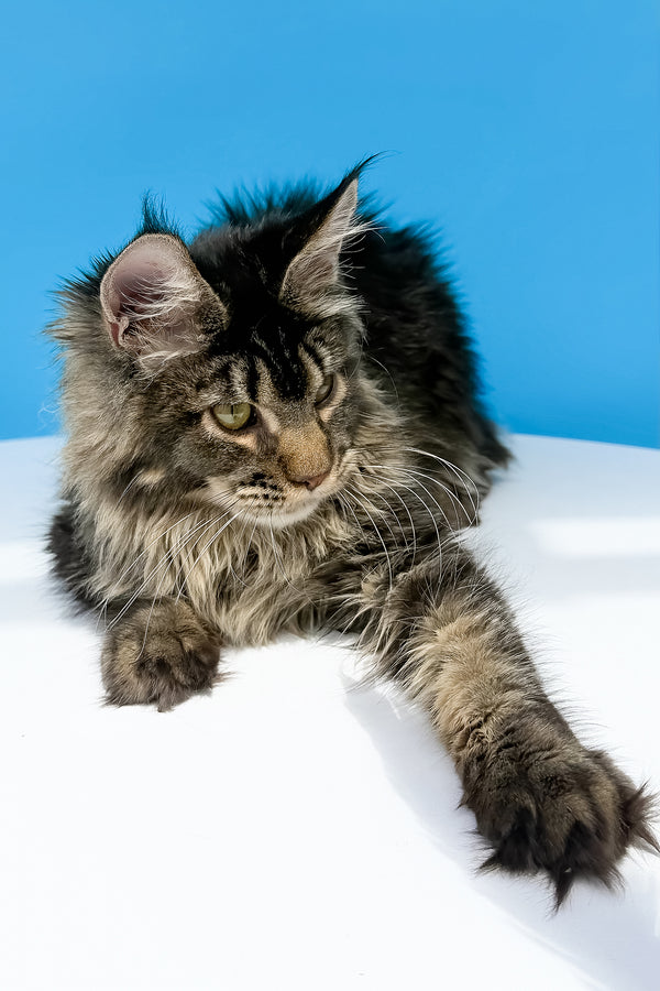Leta maine coon kitten with striking green eyes and black ticked tabby coat resting on a white surface with health guarantee