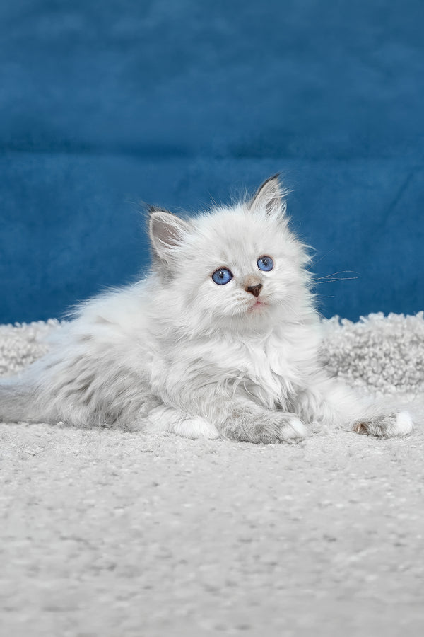 Fluffy white lexus siberian kitten with striking blue eyes and soft long fur sitting calmly
