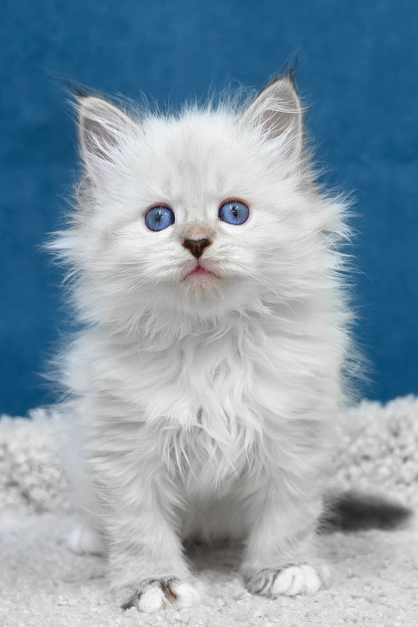 Fluffy white lexus siberian kitten with striking blue eyes and soft long fur looking curious and playful