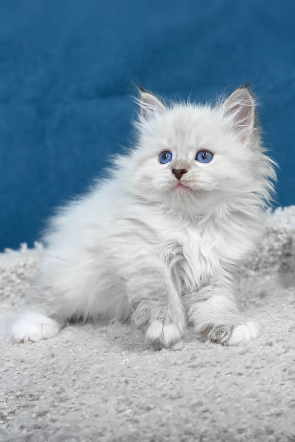Fluffy white lexus siberian kitten with striking blue eyes and soft long fur in a playful pose