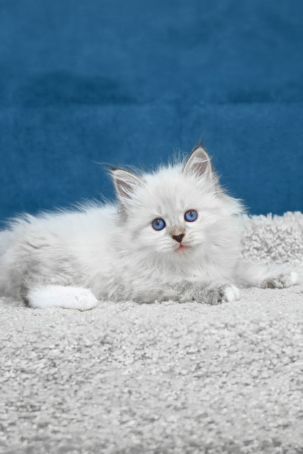 A lexus siberian kitten with fluffy white fur and striking blue eyes lying on a textured surface