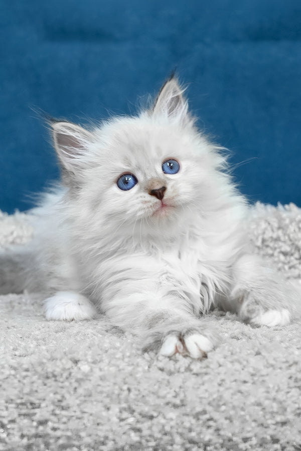 Fluffy white lexus siberian kitten with striking blue eyes and soft long-haired coat sitting calmly
