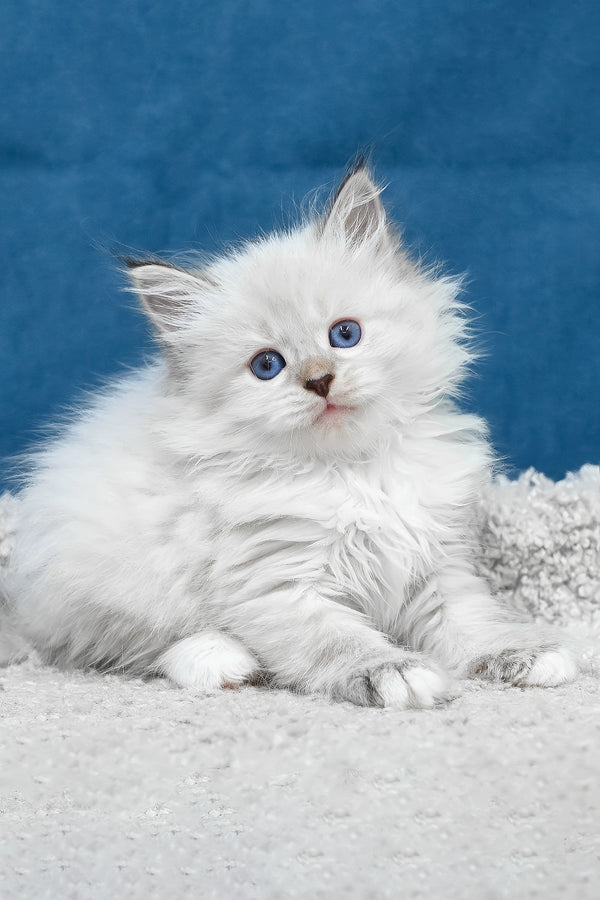 Fluffy white lexus siberian kitten with striking blue eyes and soft long fur in a cozy setting
