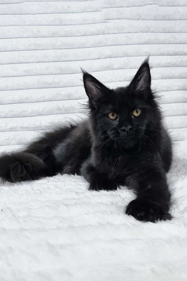 Lika | Maine Coon Kitten